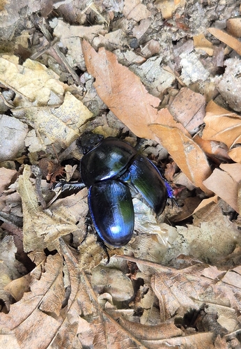 Springtime Dung Beetle