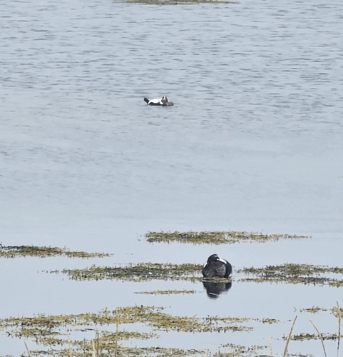 Common Eider