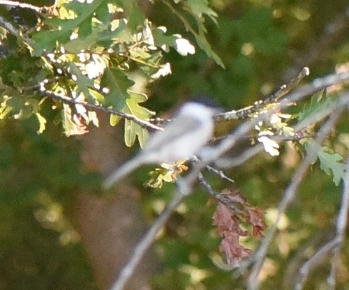 Marsh Tit