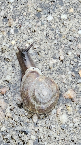 Lapidary Snail