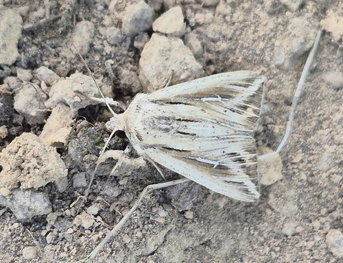 L-album Wainscot