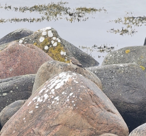 Northern Wheatear