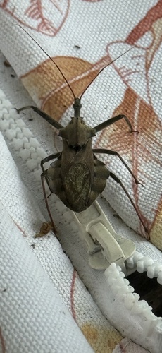 North American Wheel Bug