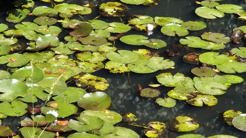 European White Waterlily