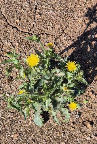 prickly sowthistle