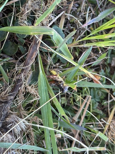 Common Mountain Grasshopper
