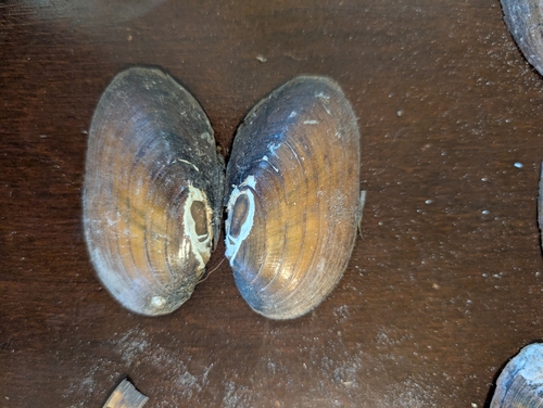 Eastern Lampmussel