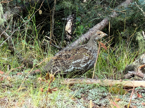 Dusky Grouse