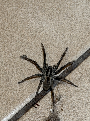 Radiated Wolf Spider