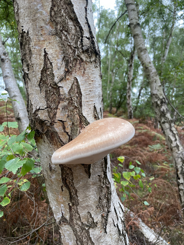 birch polypore