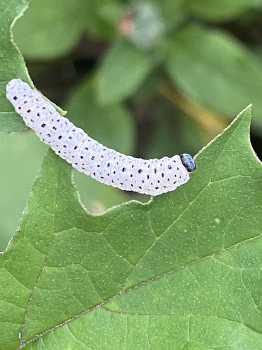 Figwort sawfly