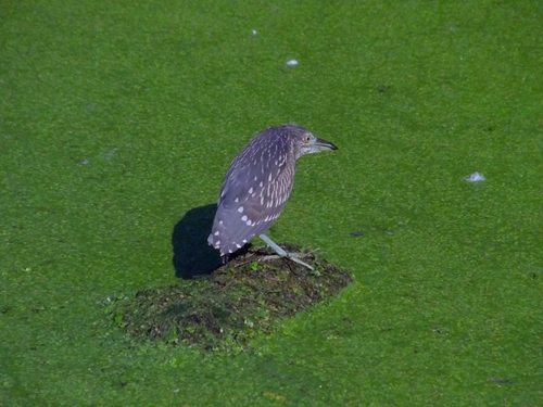 Black-crowned Night Heron