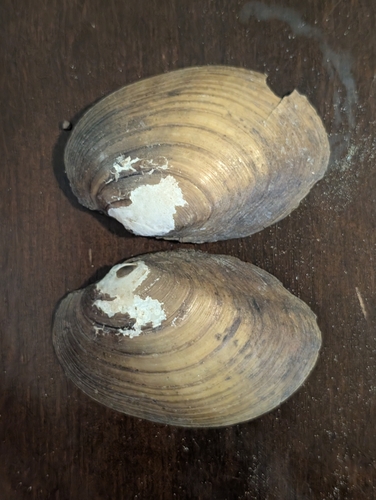 Tidewater Mucket