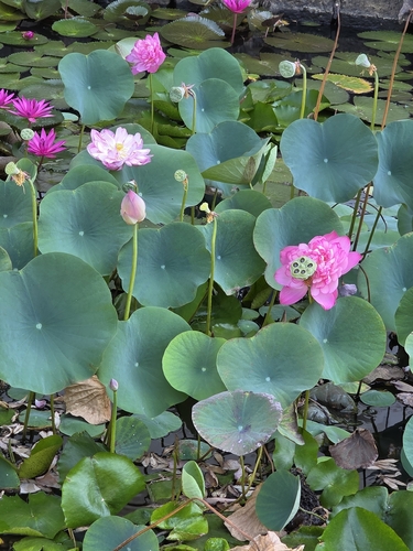 Sacred Lotus