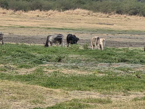Domestic Cattle