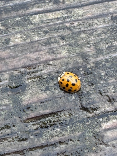 Asian Lady Beetle