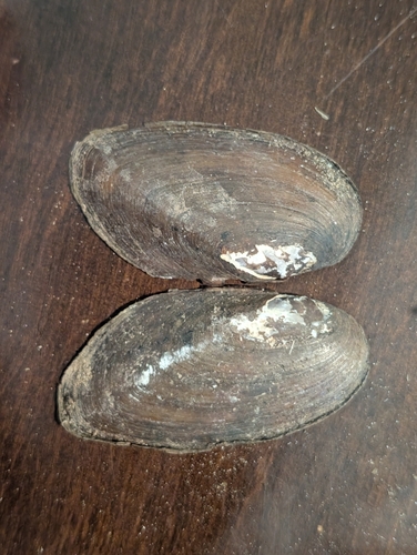 Eastern Elliptio