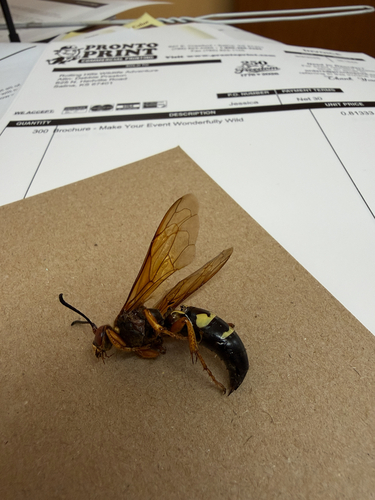 Eastern Cicada-killer Wasp