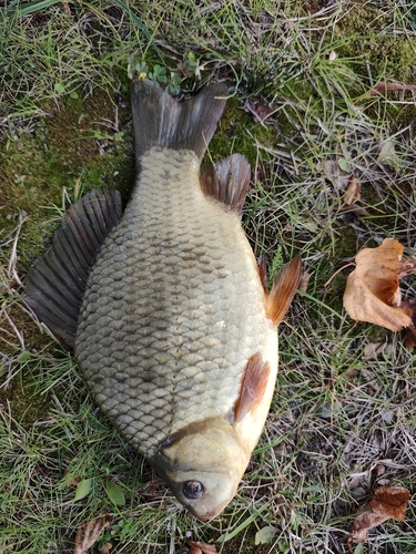 Crucian Carp