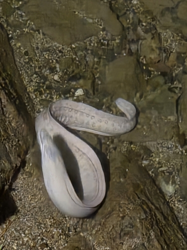 Peppered Moray