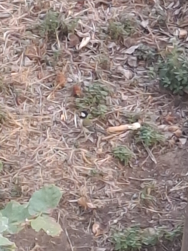 Great Tit