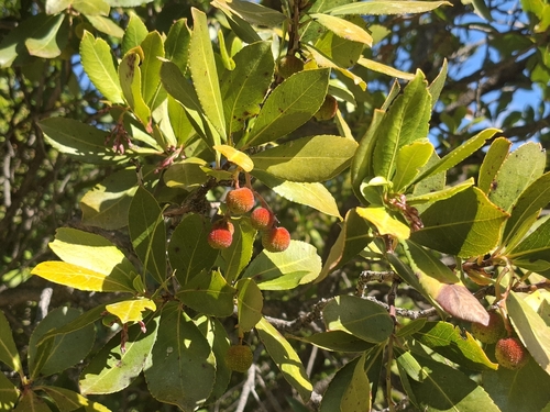 strawberry tree