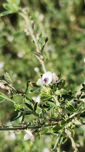Chinese bushclover