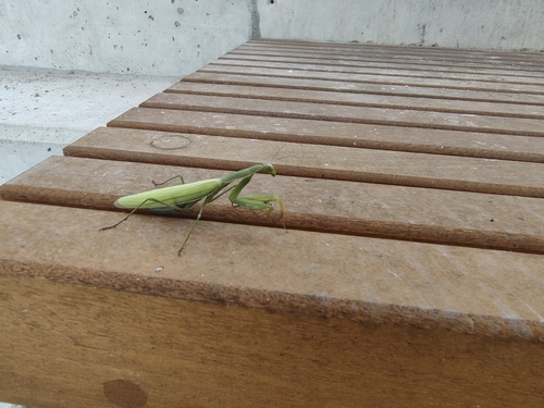 European Mantis