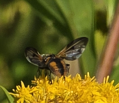 Ectophasia crassipennis