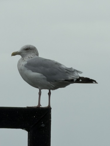 American Herring Gull observed by bibidal
