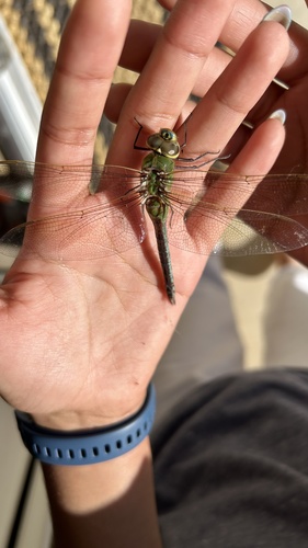 Common Green Darner