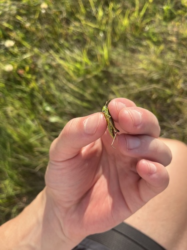 Water-meadow Grasshopper