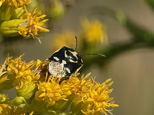 Cabbage Bug