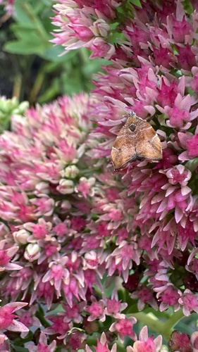 fig-tree skeletonizer moth