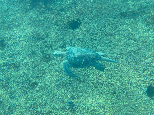 Tortuga verde observed by morogasca