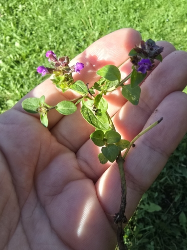 common selfheal