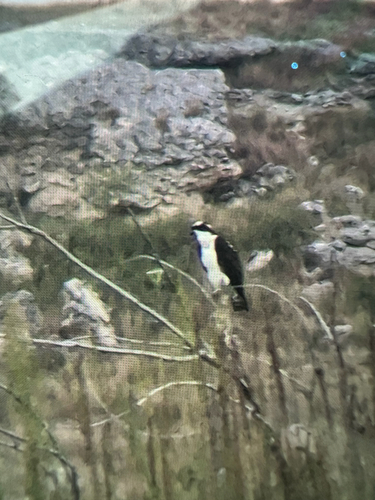 Osprey