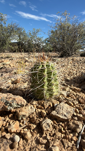 Baker Kingcup Cactus