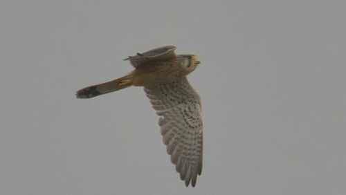Lesser Kestrel