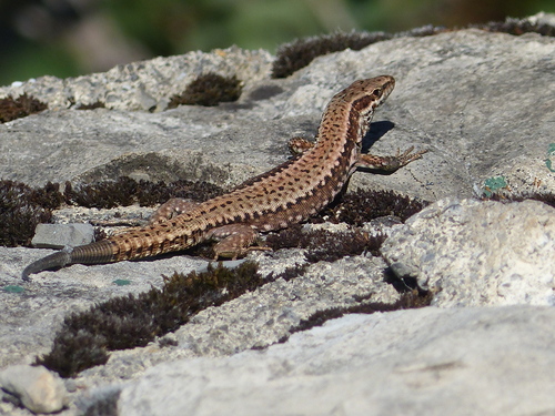 Common Wall Lizard