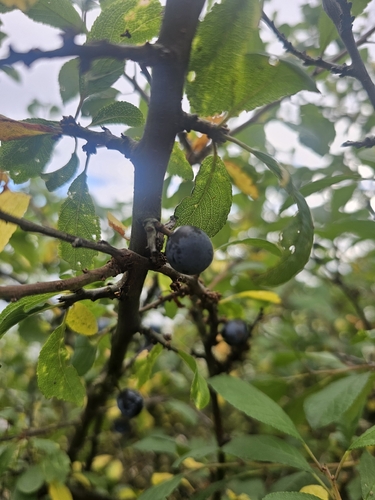 Blackthorn