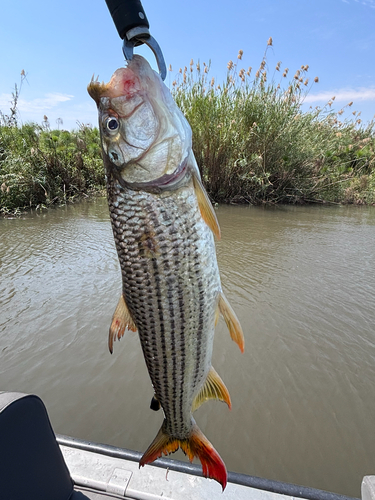 Striped Tigerfish