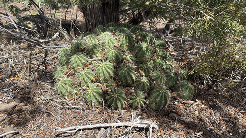 Baker Kingcup Cactus