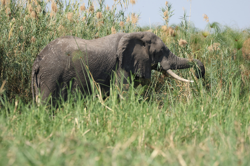 African Savanna Elephant