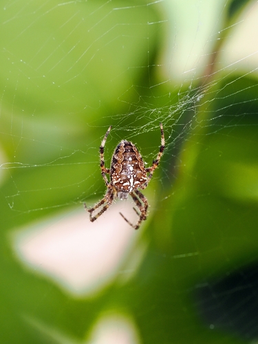 Cross Orbweaver