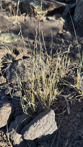Needle Grama