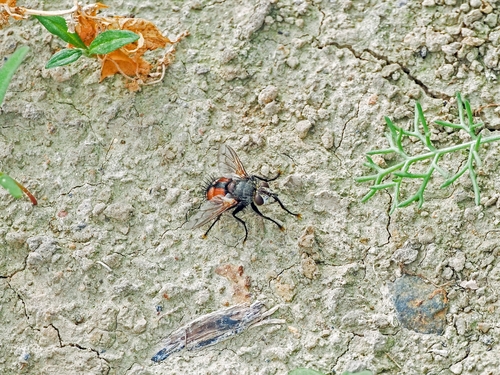Peleteria rubescens