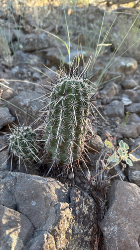 Echinocereus engelmannii engelmannii