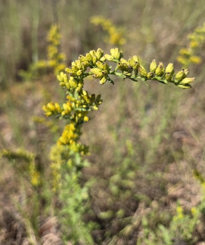 field goldenrod