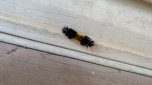 Spotted Tussock Moth